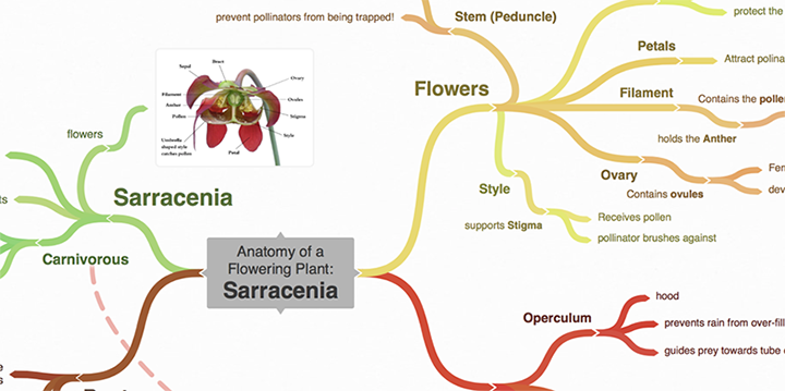 пример mindmap coggle
